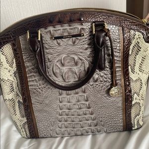 Large Brahmin Duxbury